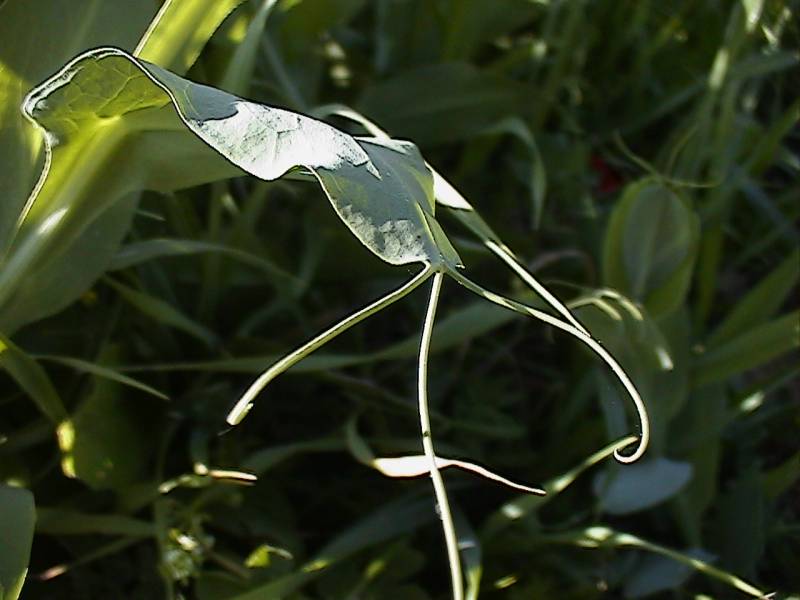 Lathyrus ochrus / Cicerchia pisellina